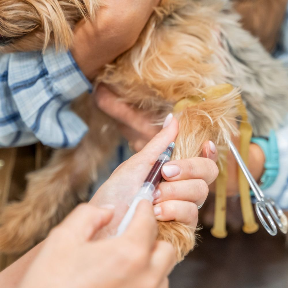 Animalicos - Consulta de medicina interna