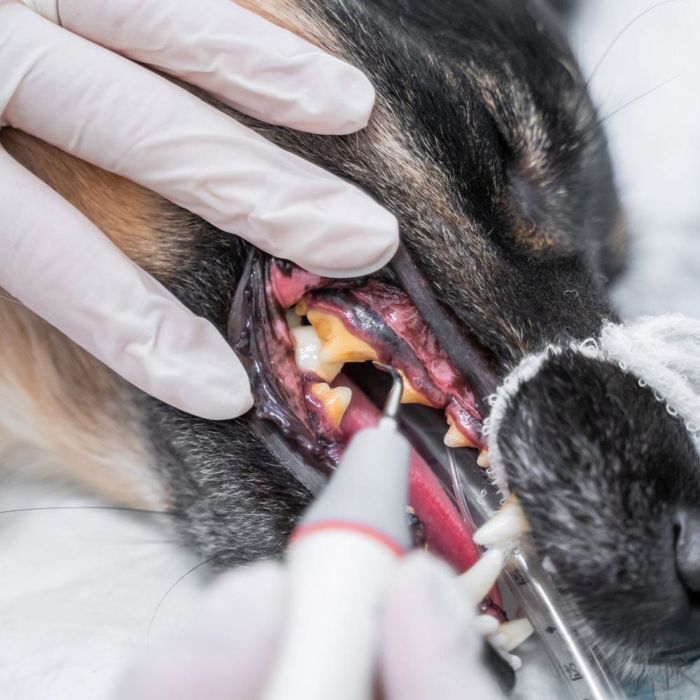 Animalicos - Limpieza dental
