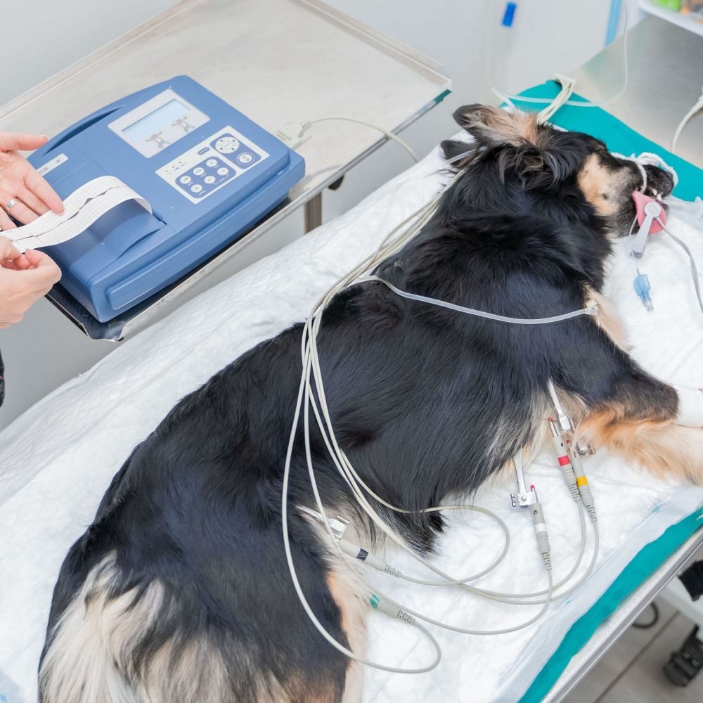 Animalicos - Electrocardiografía