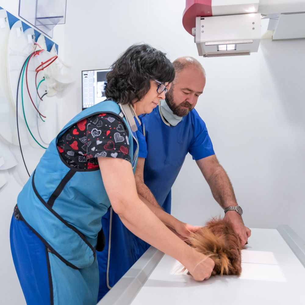 Animalicos - Radiología digital directa