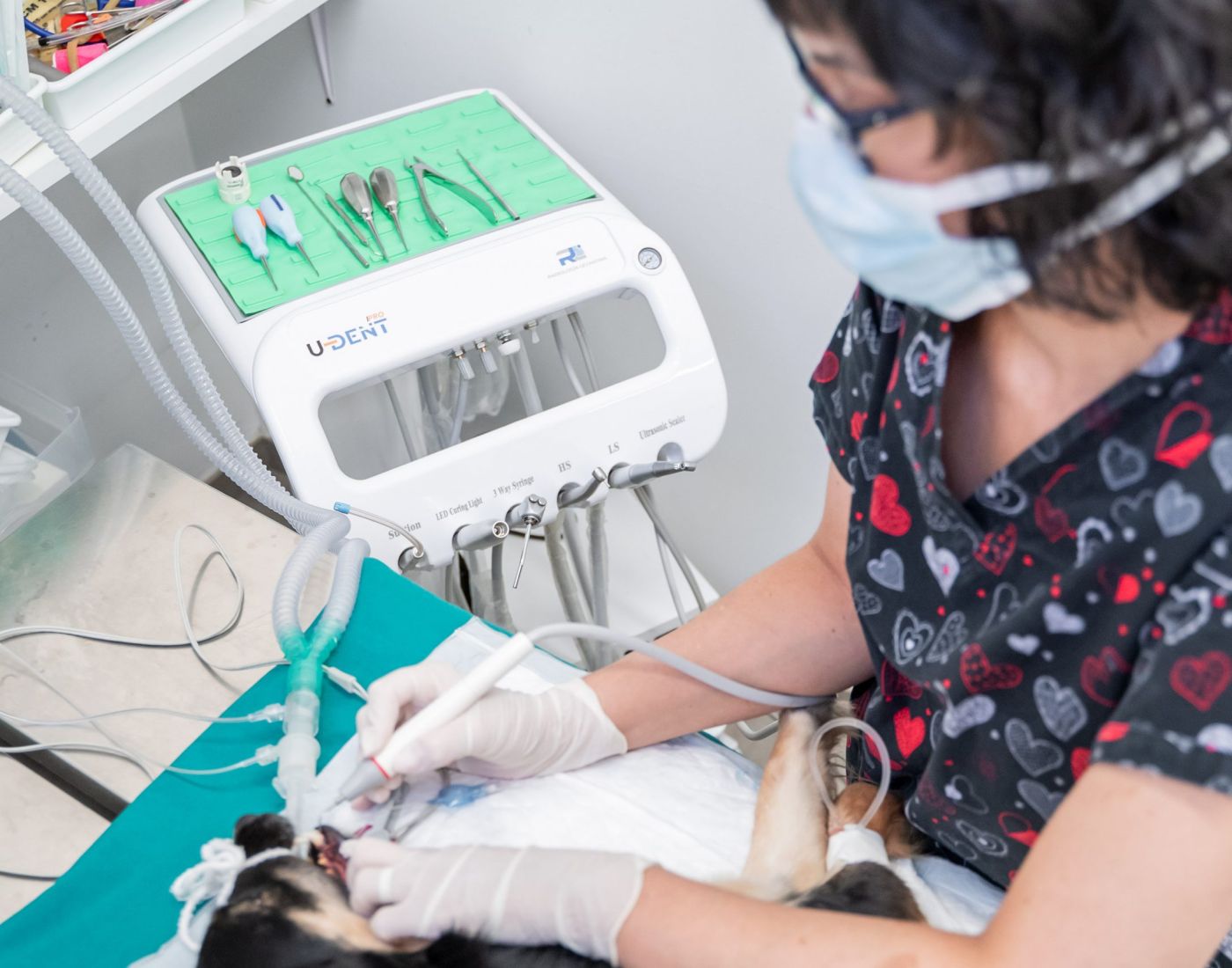 Animalicos - servicio limpieza dental