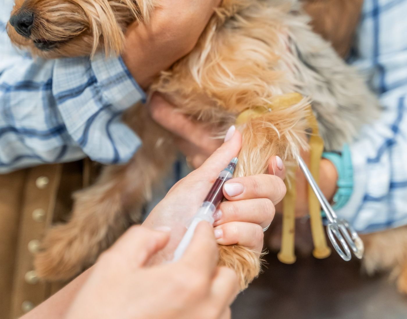 Animalicos - servicio consulta de medicina interna
