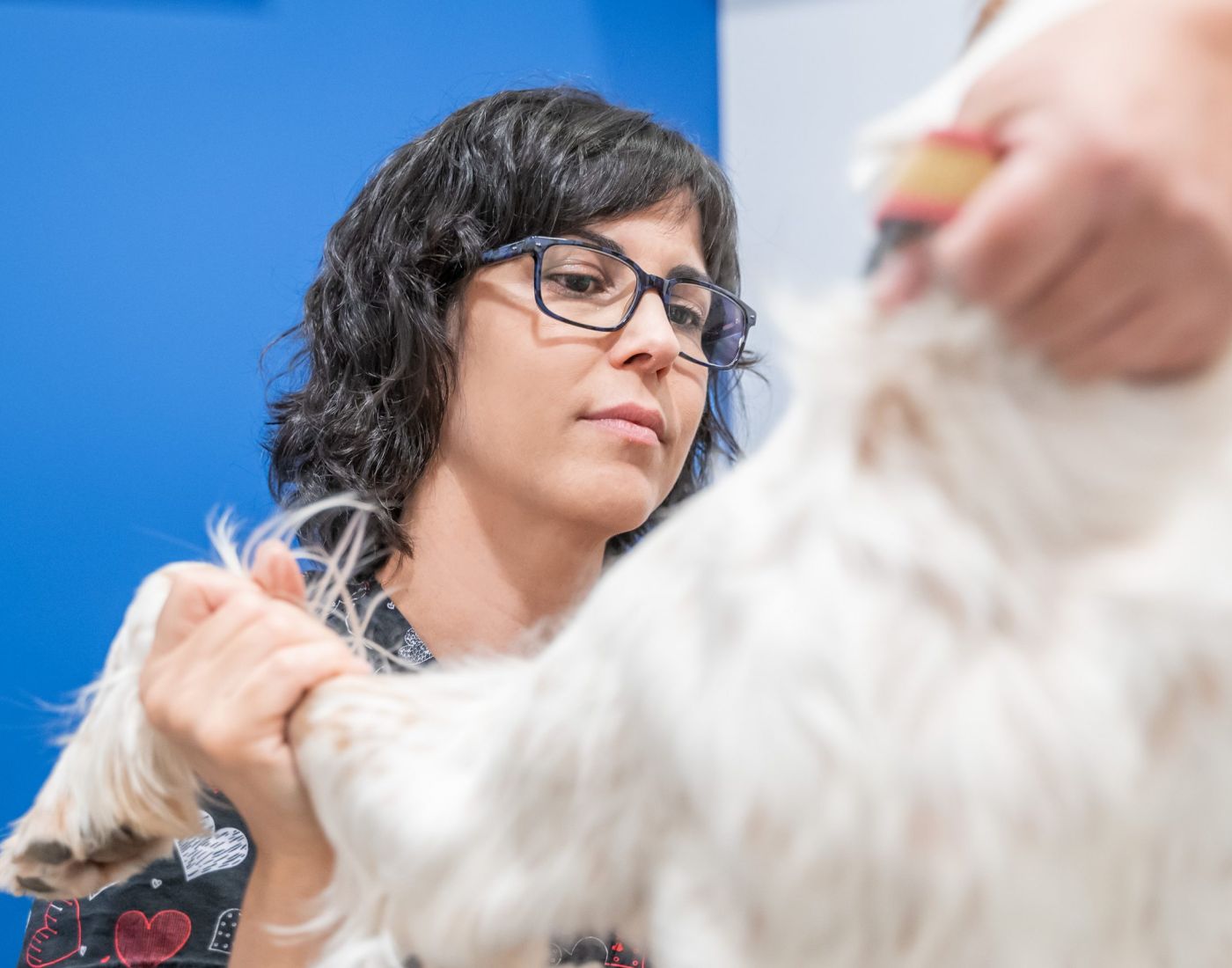 Animalicos - servicio consulta de medicina interna