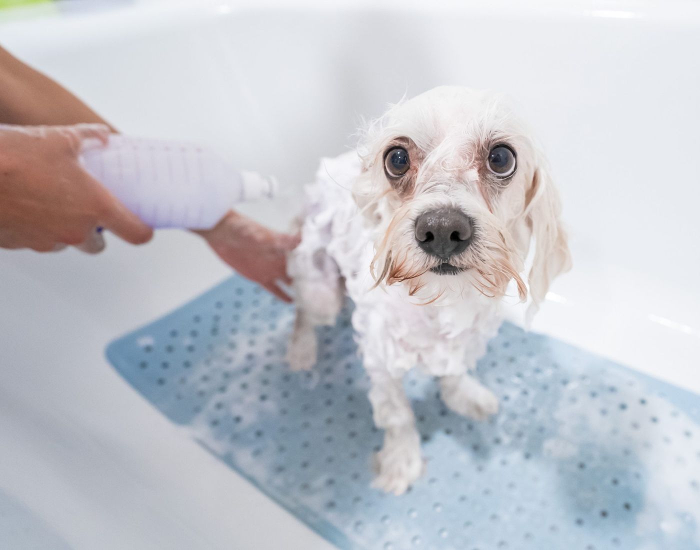 Animalicos - servicio peluquería canina y felina