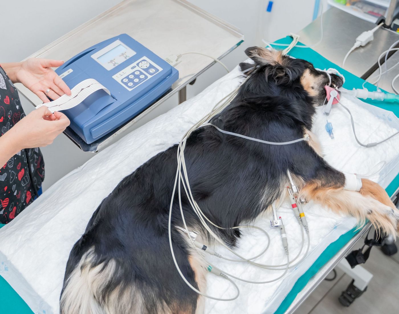 Animalicos - servicio electrocardiografía