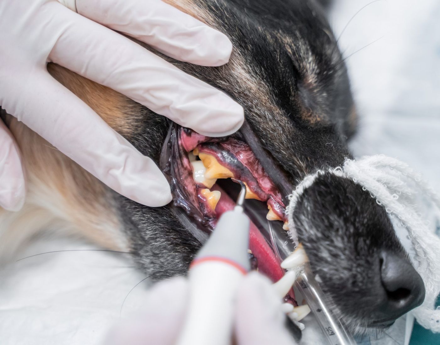 Animalicos - servicio limpieza dental